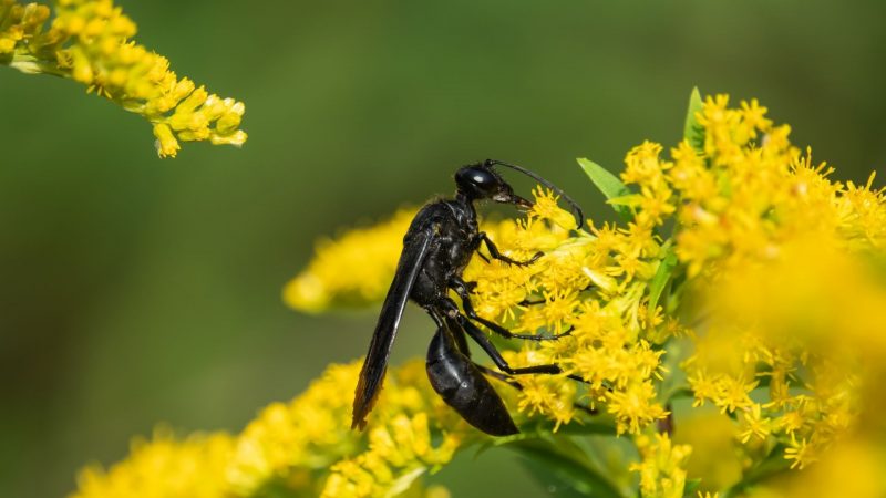 Should I Eliminate Black Wasps