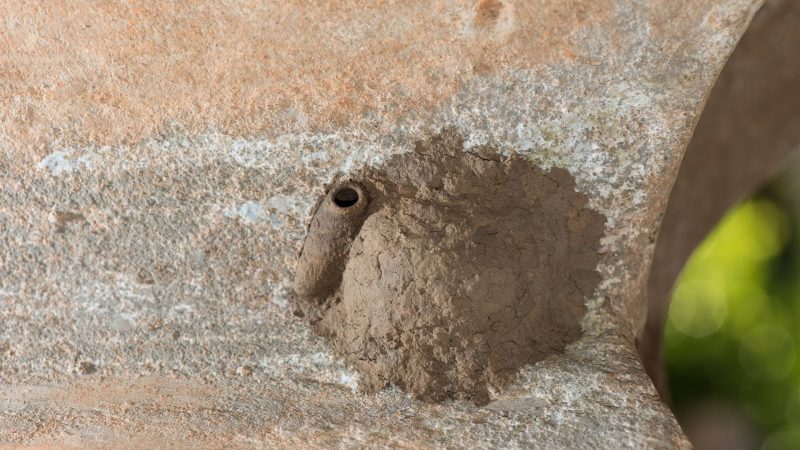 What Does a Black Wasp Nest Look Like