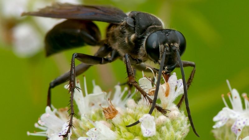 What Is a Black Wasp