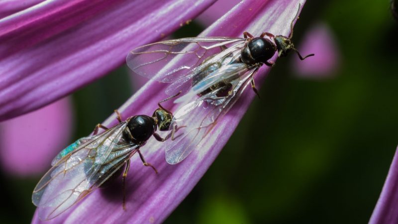 An Overview of Flying Ants