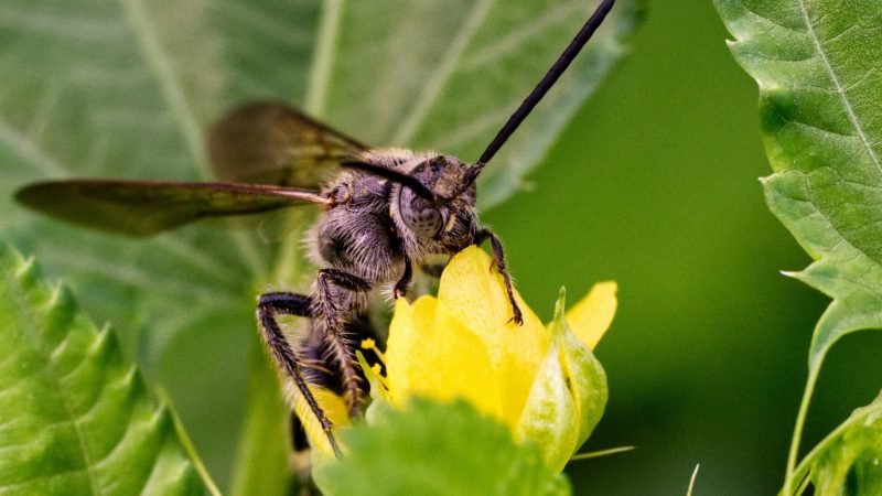 Are Ground Bees Aggressive