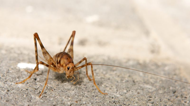 How to Get Rid of Cave Crickets? | Information and Control Guide