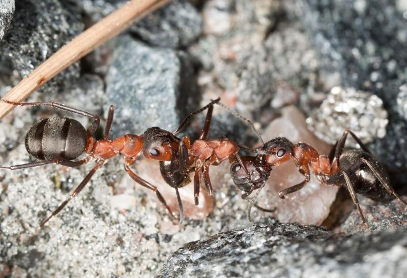 Do Dead Ants Attract More Ants