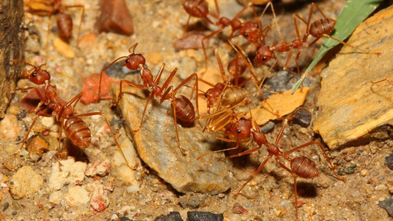 Do Squashing Ants Attract More