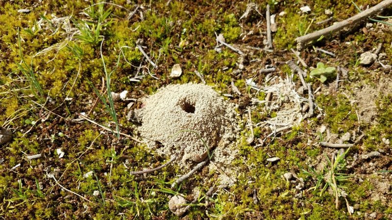 Ground Bees or Burrowing Bees Identification