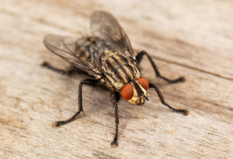 How Do I Eliminate a Fly Infestation in My House