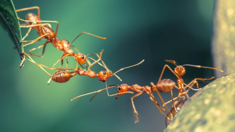 How Smart Are Ants