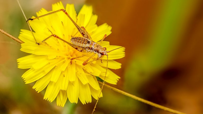 How to Catch Cave Crickets