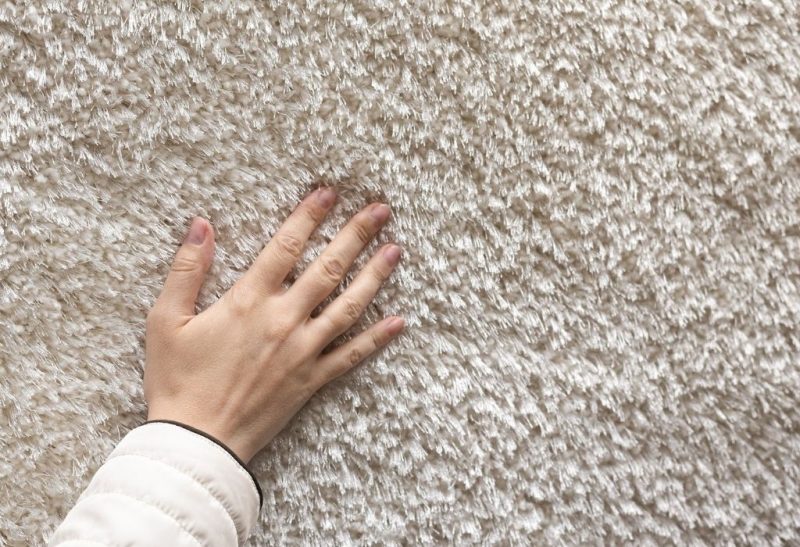 How to Get Rid of Ants in Carpet All You Need to Know!