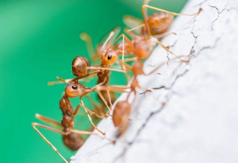 How to Get Rid of Ants in Walls Identification and Control Guide