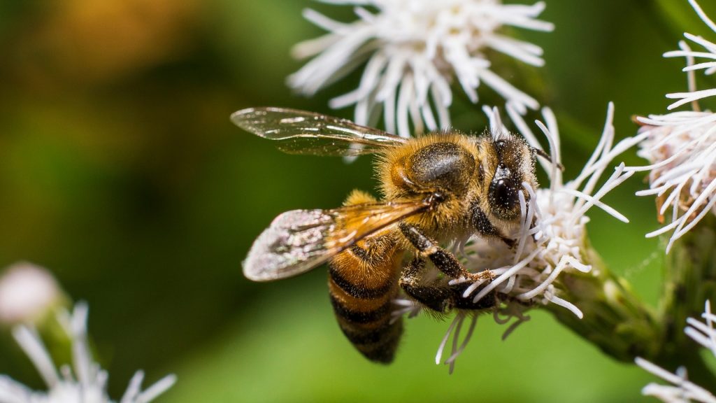 Should You Get Rid of Ground Bees