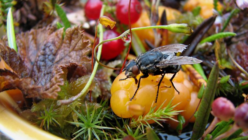 Signs of a Housefly Infestation