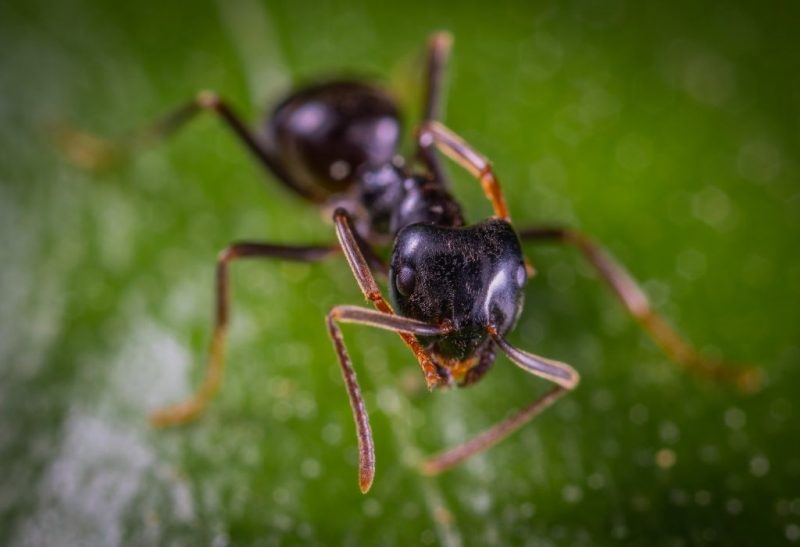 Types of Ants That Invade Homes Identification and Control Guide