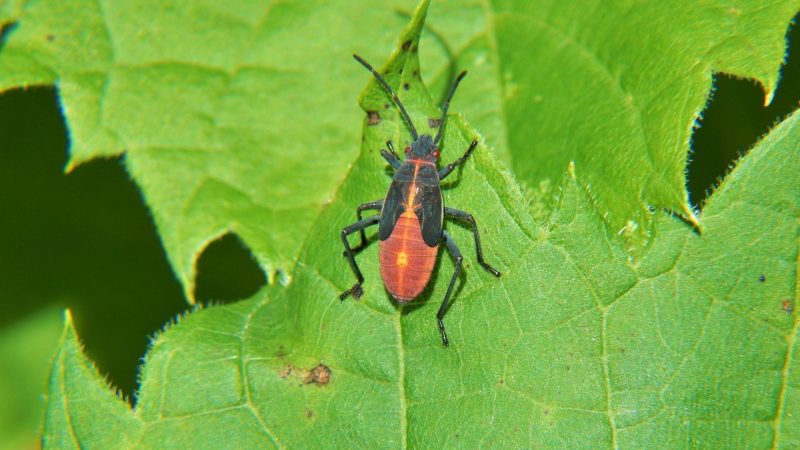 How To Get Rid Of Boxelder Bugs Outside Naturally – TO-v.com