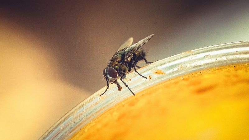 What Attracts Houseflies to Your Home