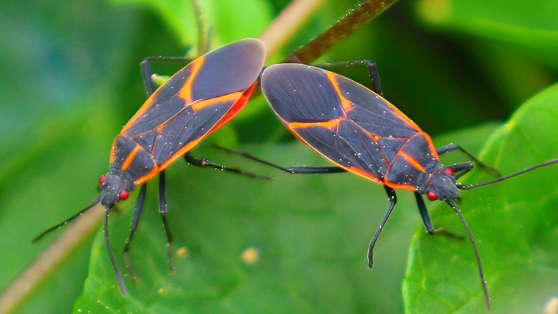 What Do Box Elder Bugs Look Like