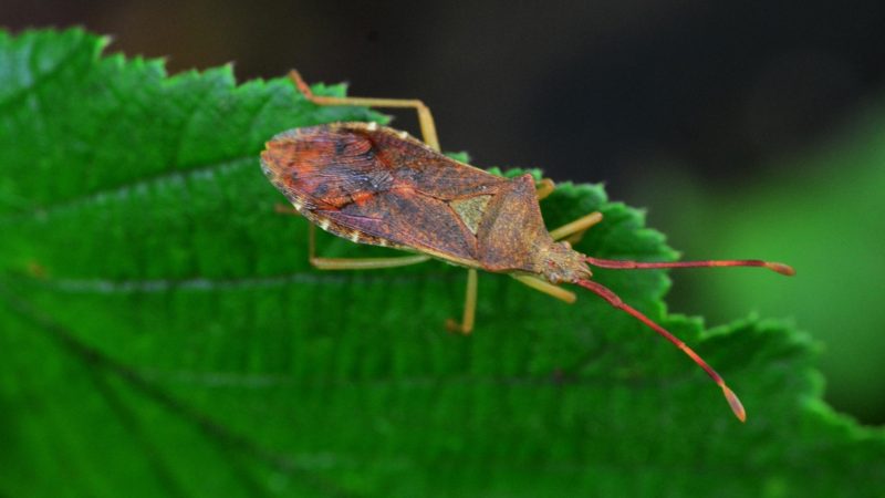 What Do Boxelder Bugs Eat