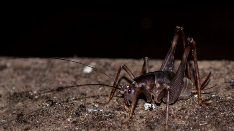What Is a Cave Cricket