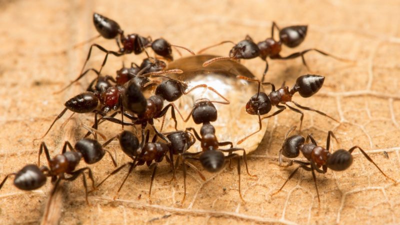 What Species of Ants Are Your Unwanted Tenants