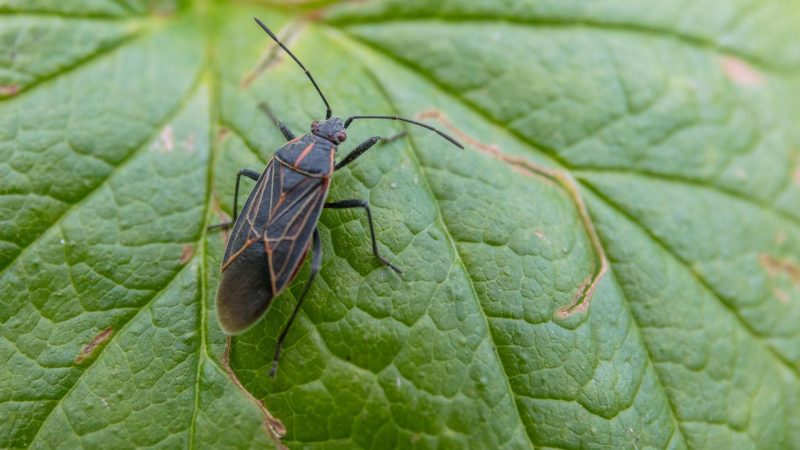 Where Did Box Elder Bugs Come From