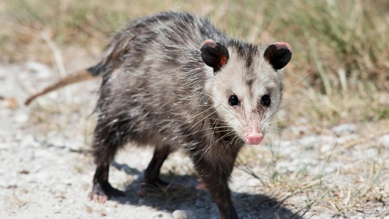 9 Facts About Opossums