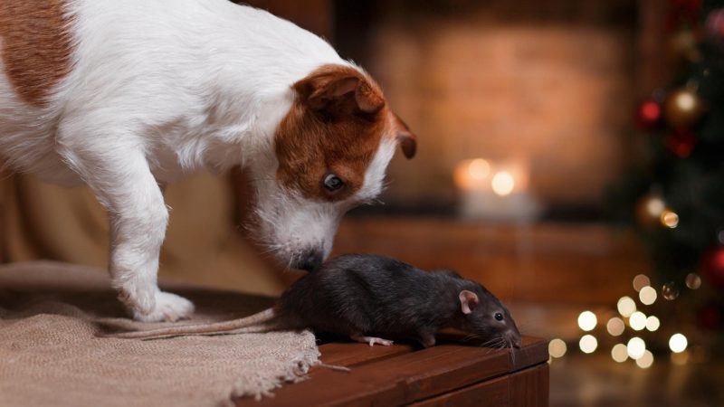 Are Rats Poisonous to Dogs