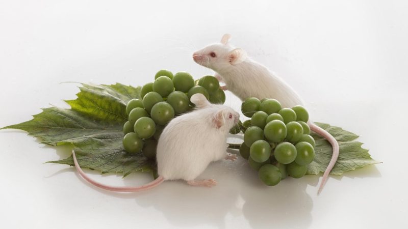 Can Mice Eat Grapes