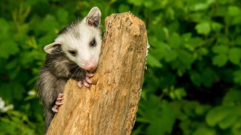 Can Opossums Climb