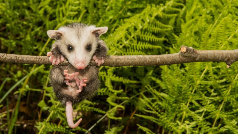 Can Opossums Jump