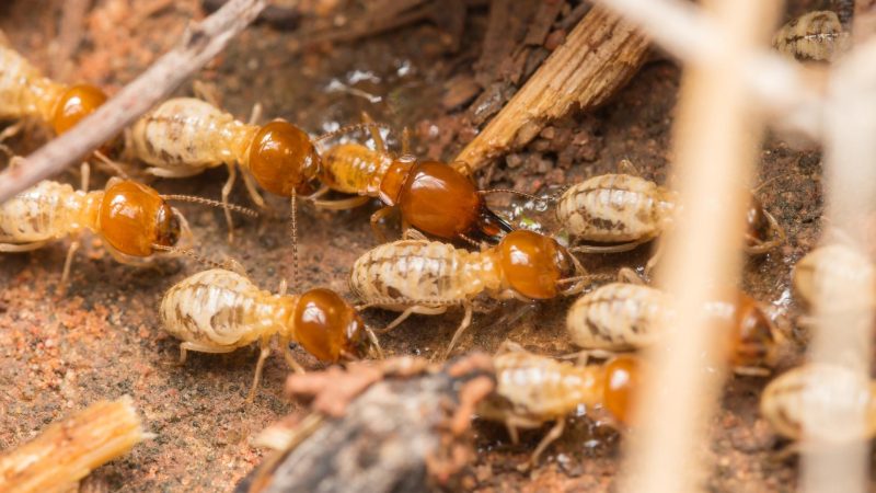 Can You Live In a House With Termites