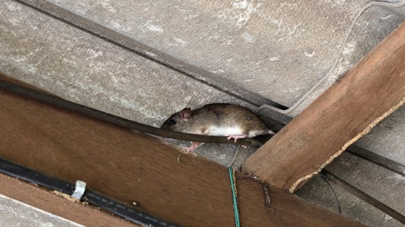 Common Locations for Rat Nesting