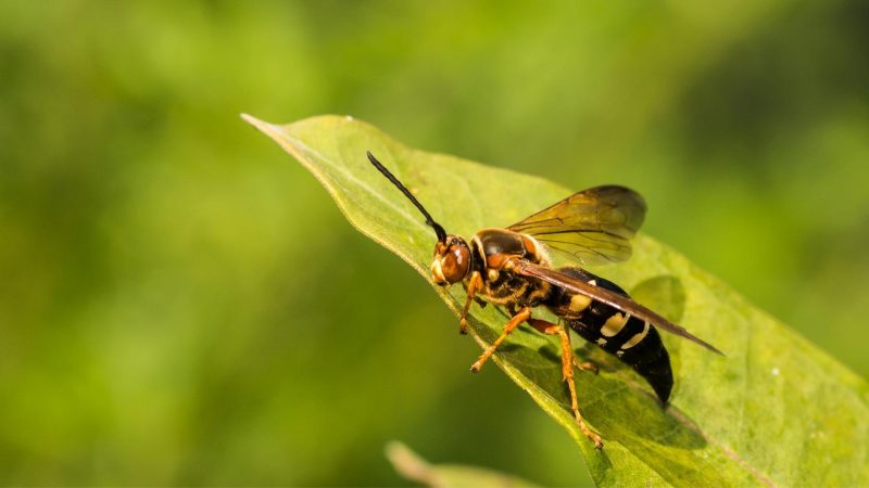 Do Cicada Killers Sting