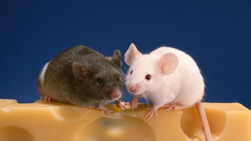 Do Mice Eat Cheese