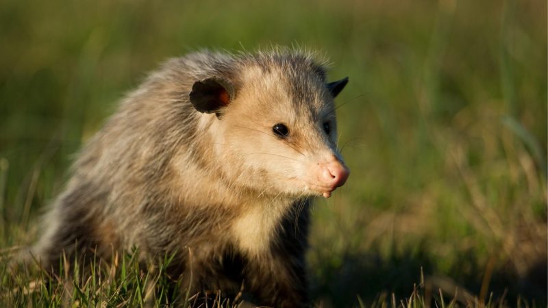 Do Opossums Lay Eggs