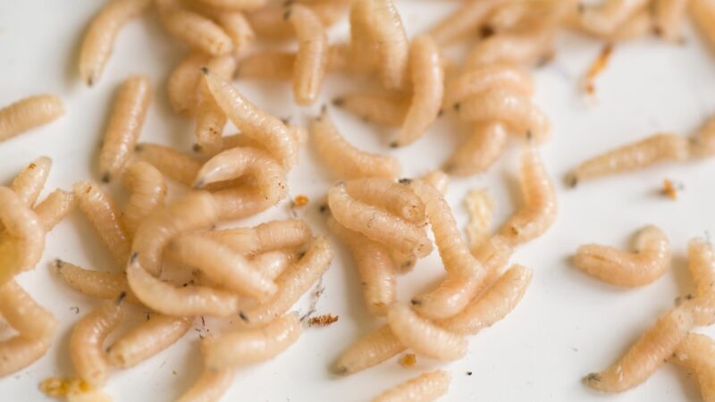 How Do Maggots Turn Into Flies