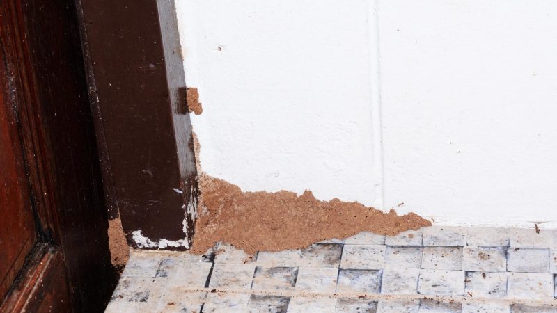 How Do You Know if Your House Has Termites