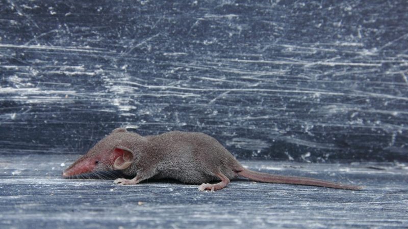 How Long Do Rats Live in Your House