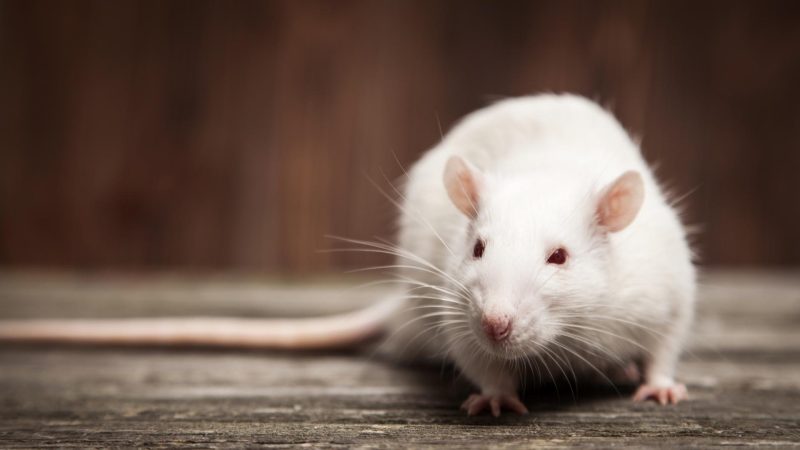 How Long Do Rats and Mice Live Without Food and Water