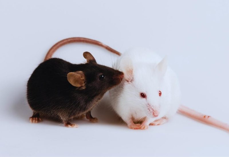 How Long Do Rats and Mice Live