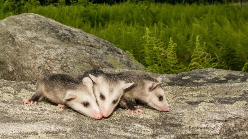 How Many Babies Does an Opossum Have