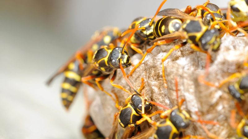 How Many Wasps Are in a Nest