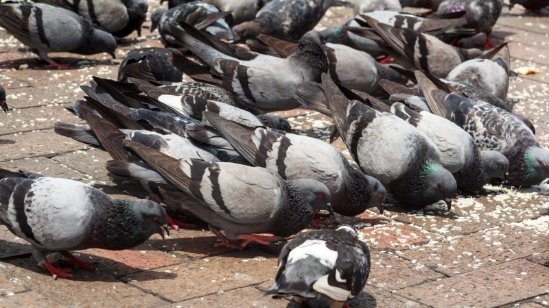 How Much Does a Pigeon Eat per Day