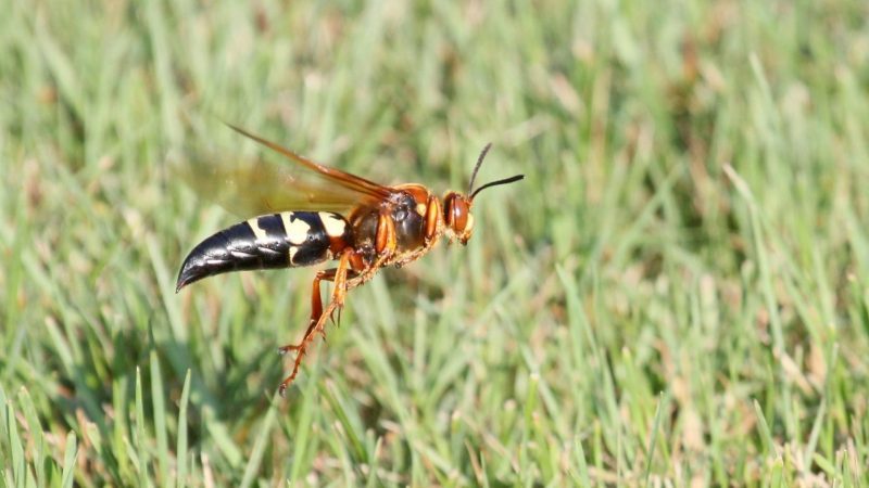 The Life Cycle of a Cicada Killer