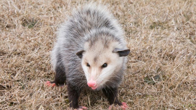 What Are Opossums Good For