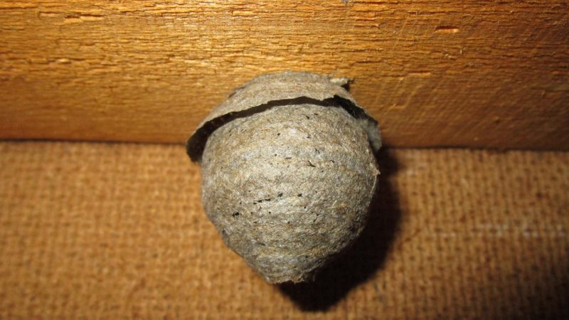 What Are Wasp Nests Made Of