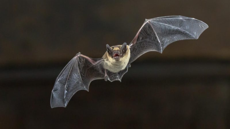What Attracts Bats to Your House