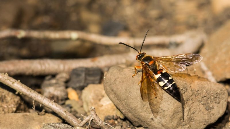 What Attracts Cicada Killer Wasps