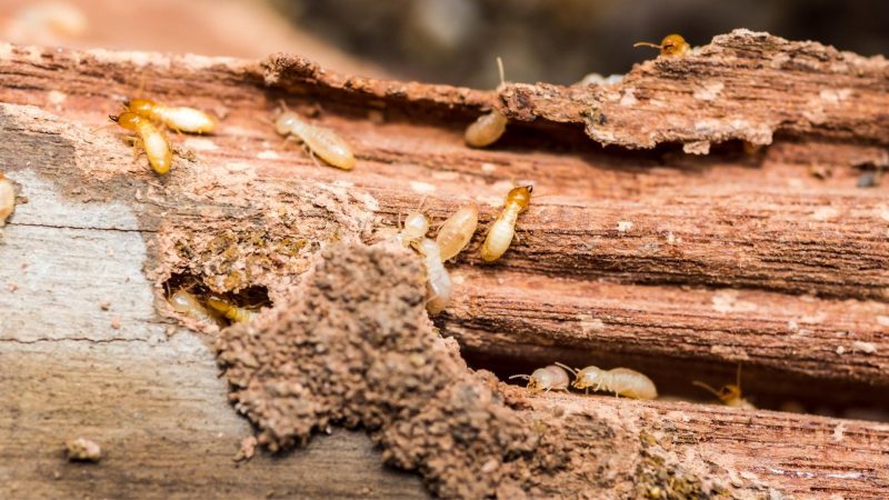 What Causes Termites to Invade Your House