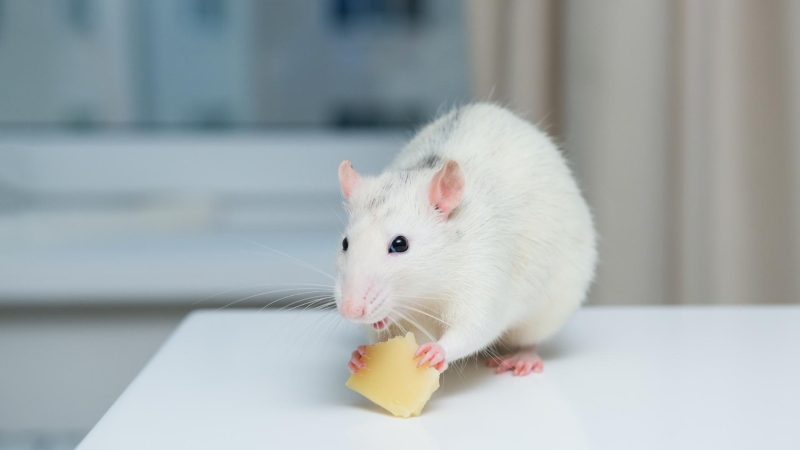 what-do-mice-eat-all-you-need-to-know-pestopped