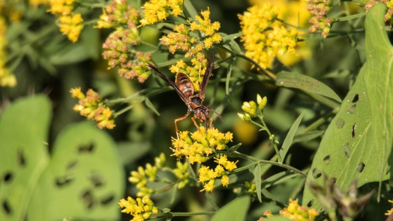 What Do Cicada Killers Eat